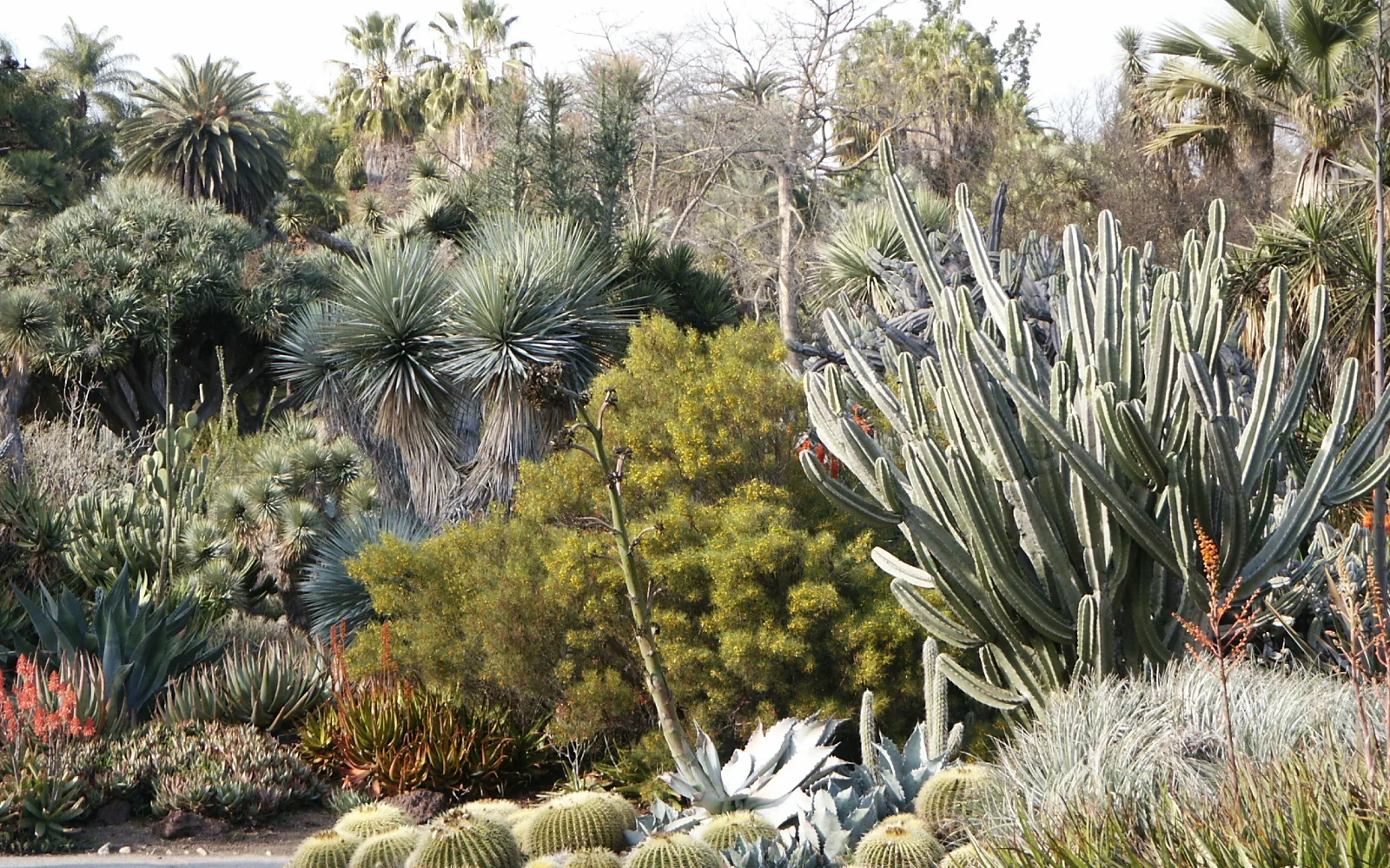 Diverse succulent cacti and desert plants in a botanical garden display